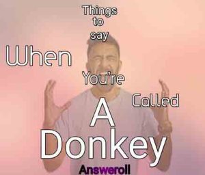 What to Say When Someone Calls You A Donkey